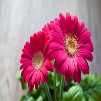 Pink Flowers