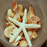 Starfish